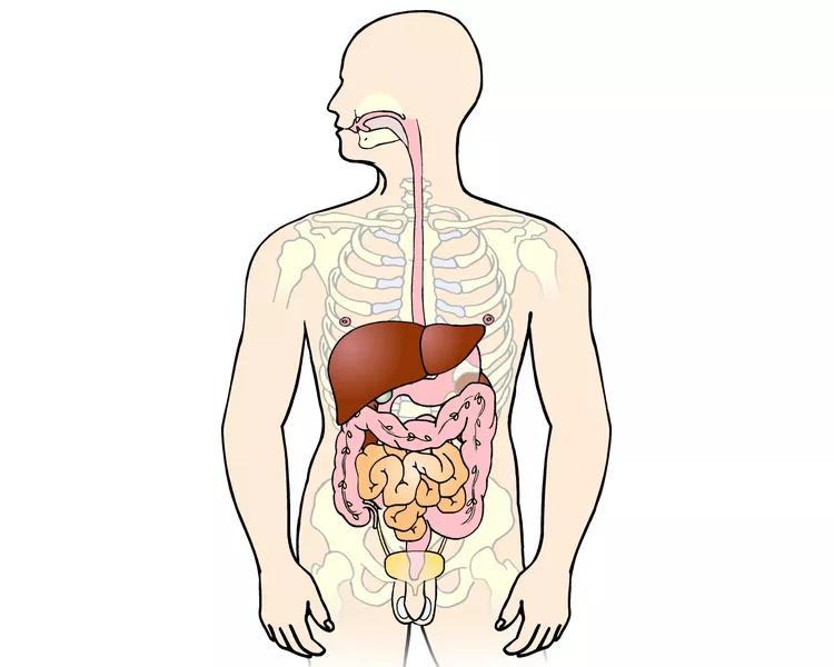 Illustrationen viser, hvor i kroppen leveren sidder