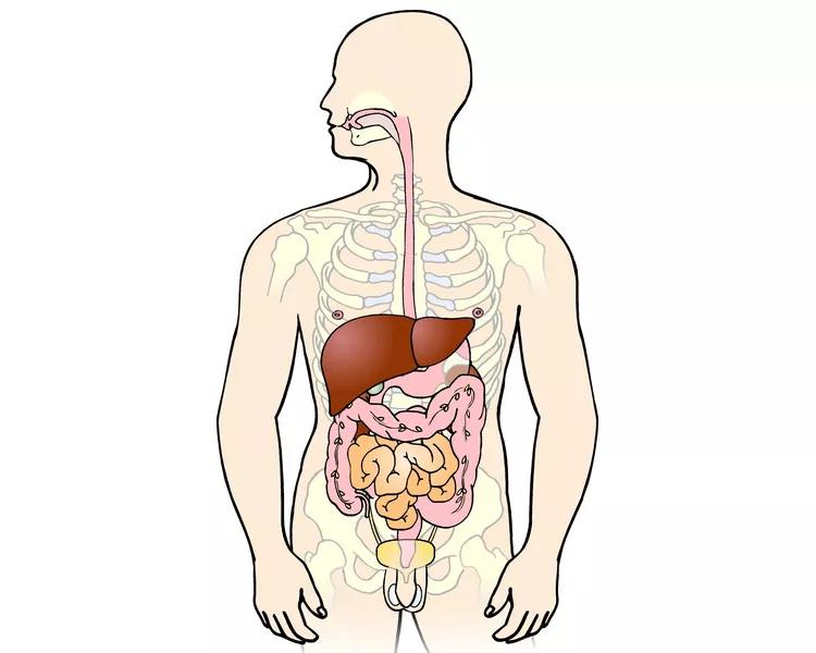 Illustration af en krop med fokus på tarmene