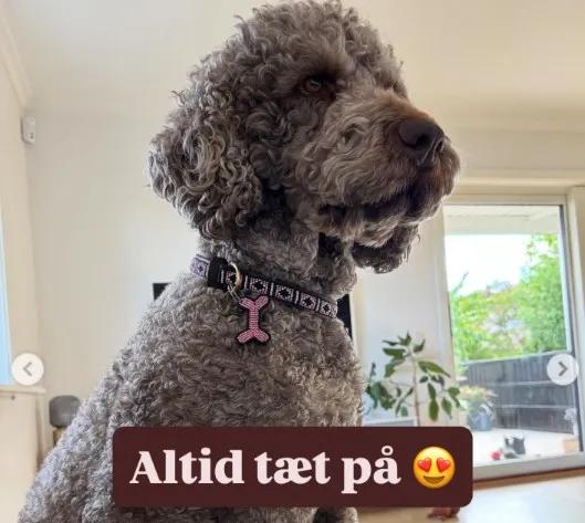 labrodoodle-hund