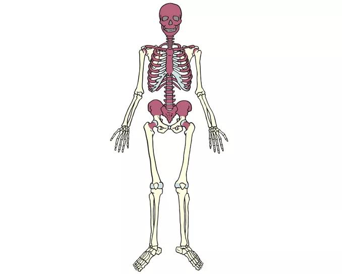 Illustration af skelet og hvorhenne i skelettet blodcellerne bliver dannet