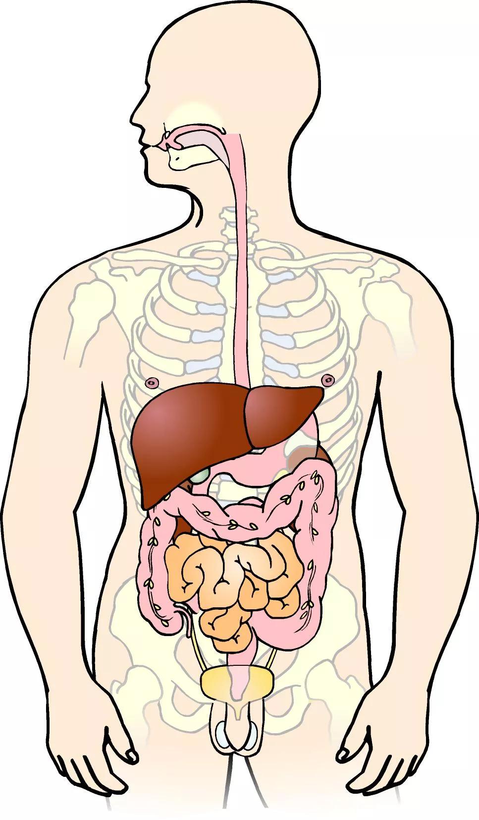 Illustration af mandekrop, hvor tarmene er fremhævet