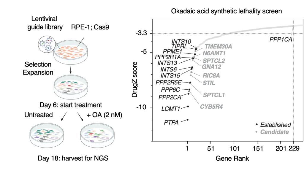 On the left is an experimental schematic of a CRISPR screen and on the right, a graph of the results showing the genes that are synthetic lethal with Okadaic acid treatment