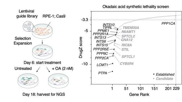 A diagram showing a cell dividing to generate daughter cells of either the same identity, or with changed identity. Identity change is part of healthy development, but unscheduled change can be harmful, leading to cancer.​