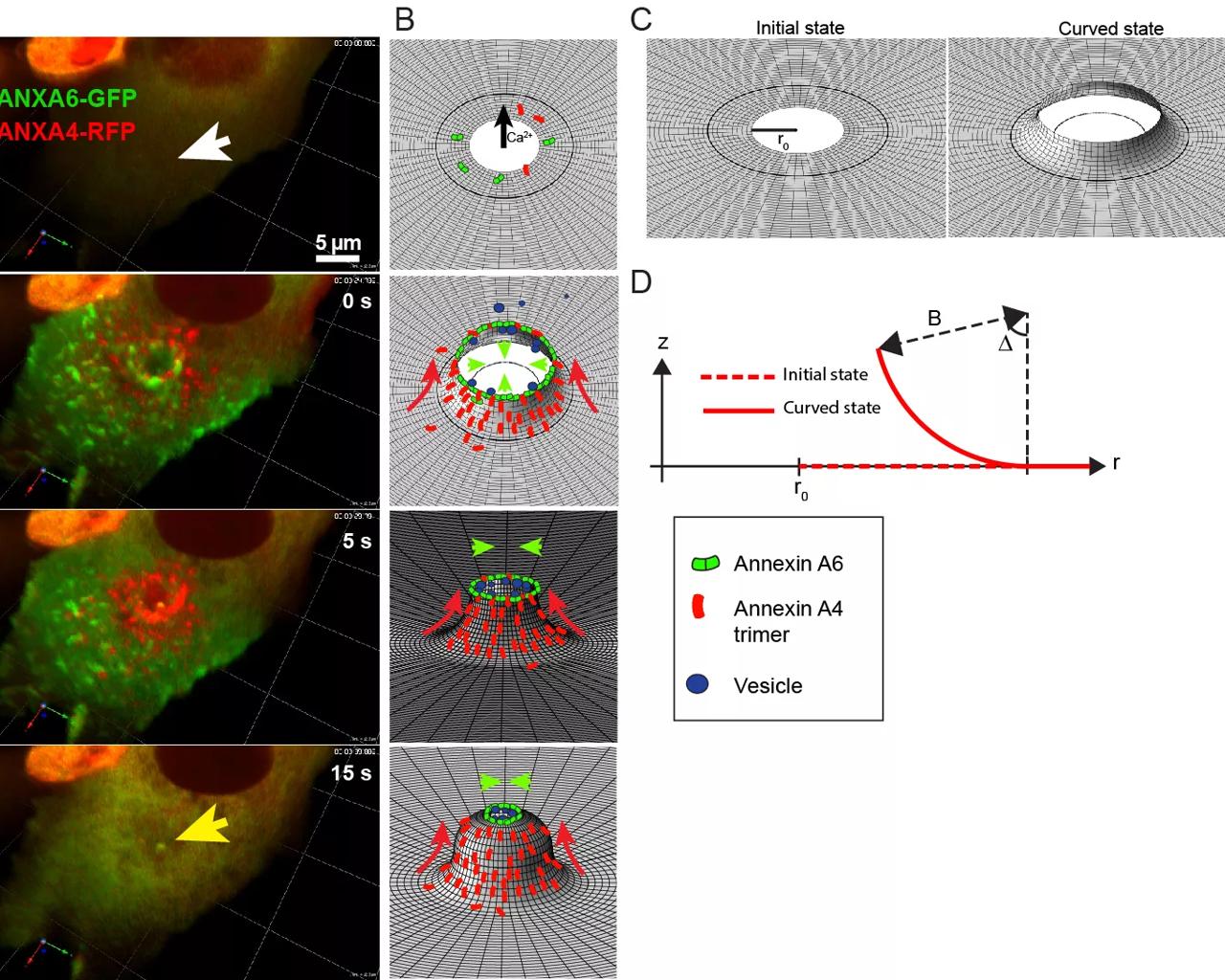 Photo of research done by the Membrane Integrity group