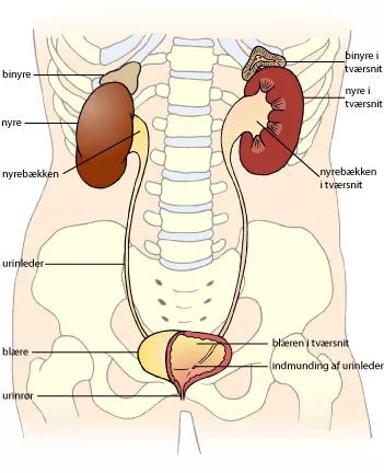 Illustration af nyrer, binyrer, nyrebækken, urinleder og blæren