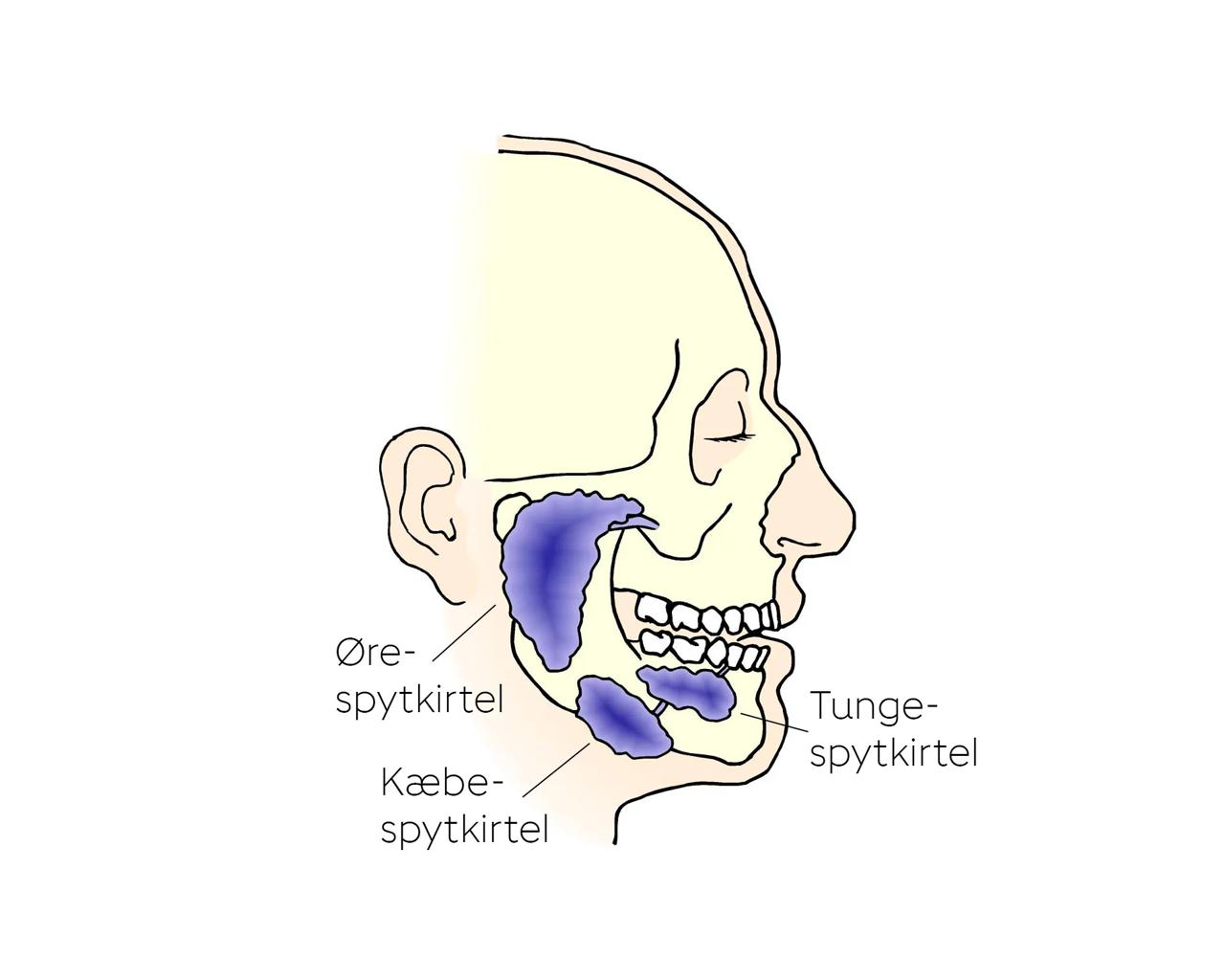 Illustration af hoved med spytkirtlerne markeret med blåt.