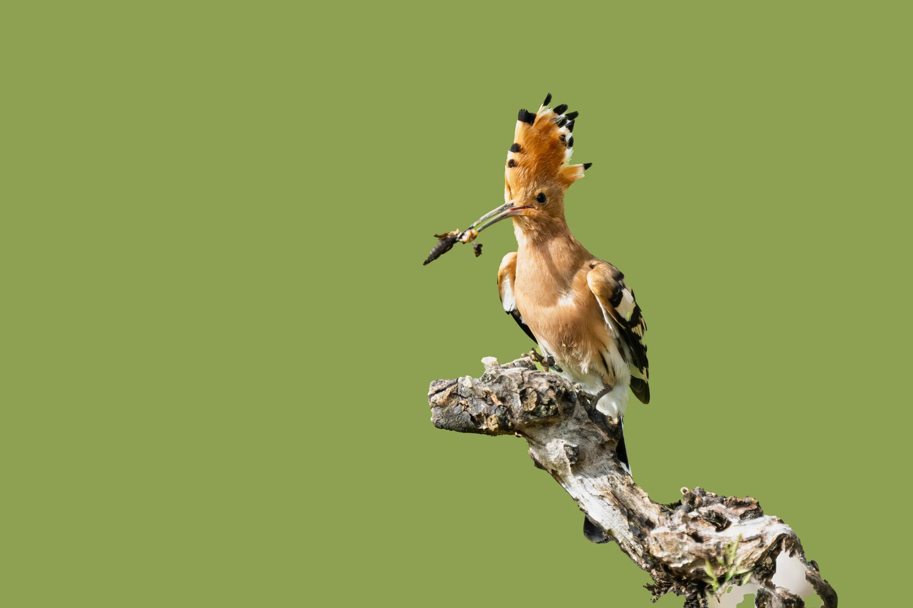 Fotograf: Jens Christiansen