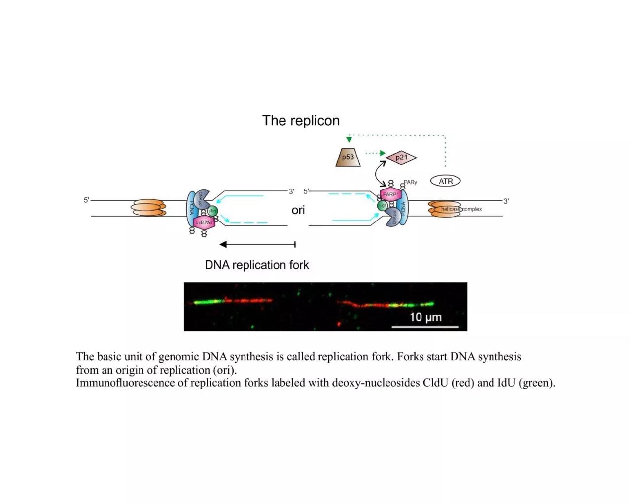 Illustration of the DNA replication fork