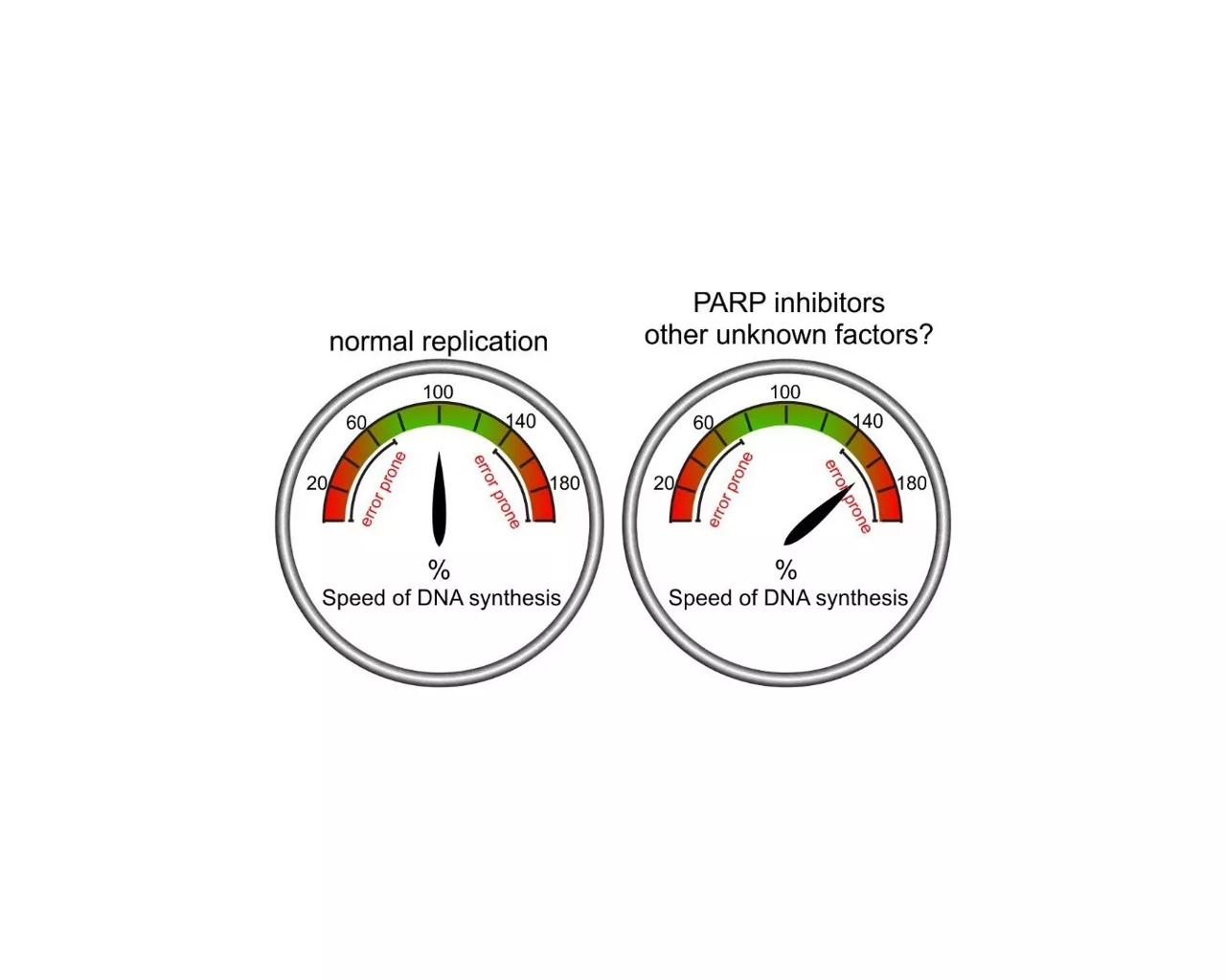 Illustration of the replication fork speed