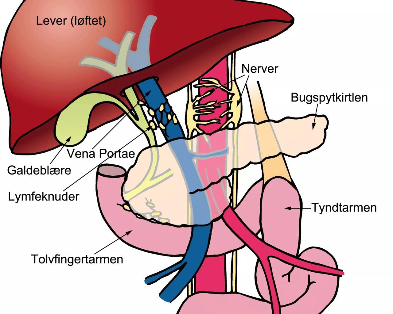 Illustration af mavetarmkanalens organer