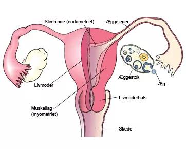 Illustration, der viser organerne i det kvindelig underliv.
