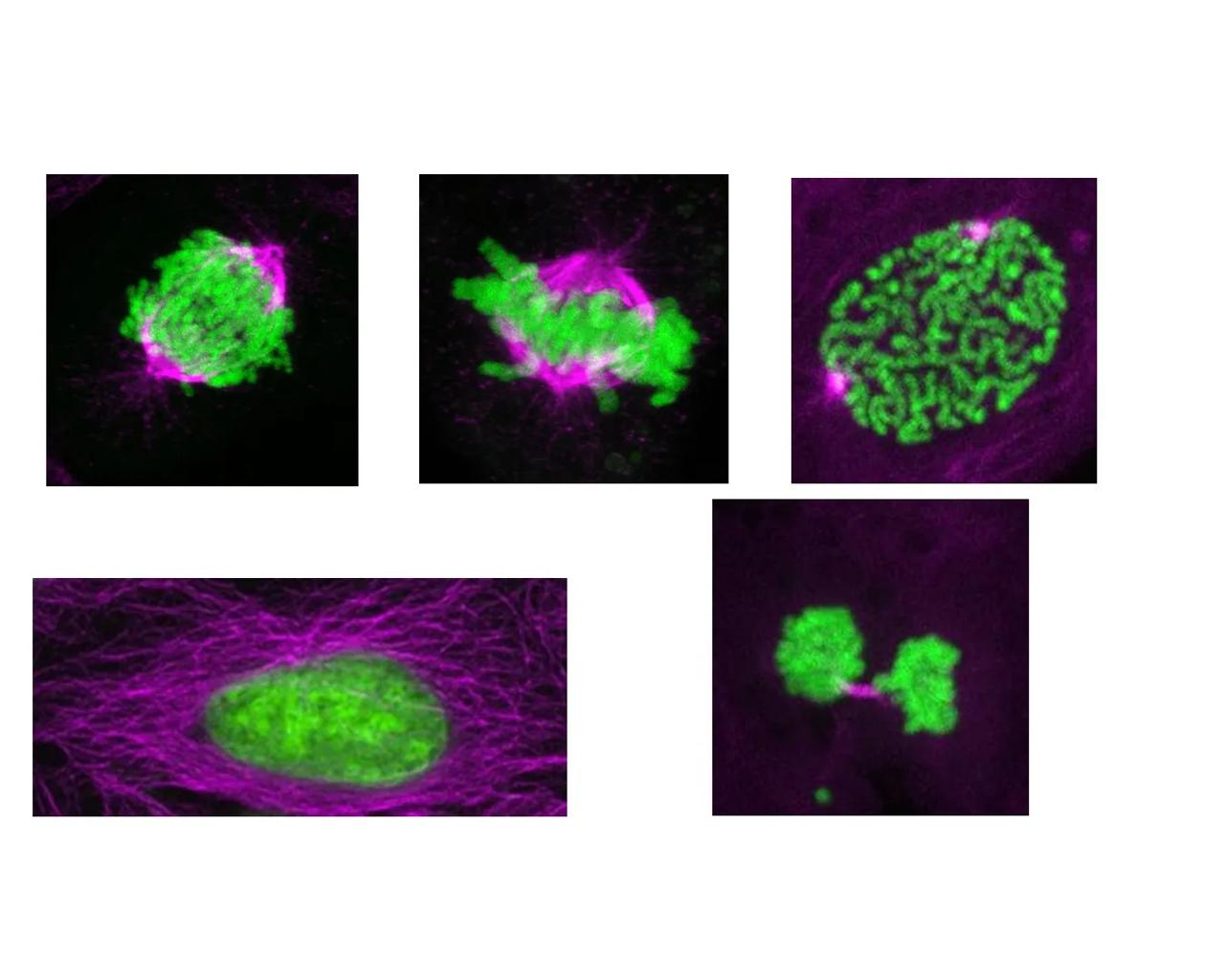 Billeder af celledeling