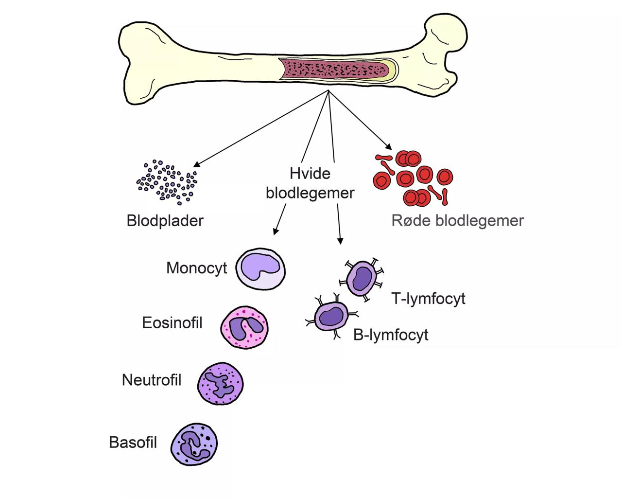 Illustration af knogle og knoglemarvens forskellige typer celler.