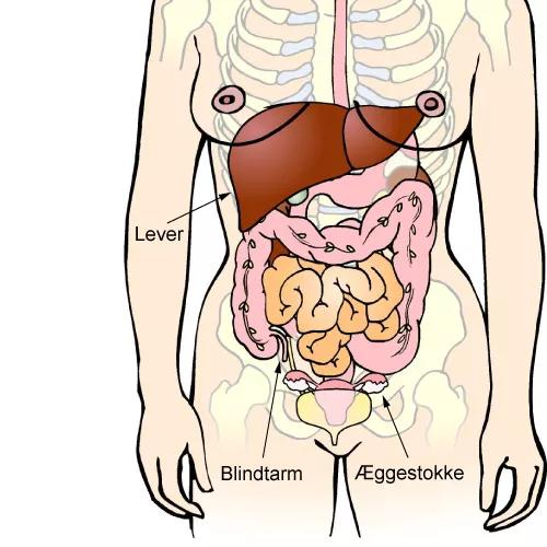 Illustrationen viser nogle af kvindens indre organer, der ligger i bughulen.