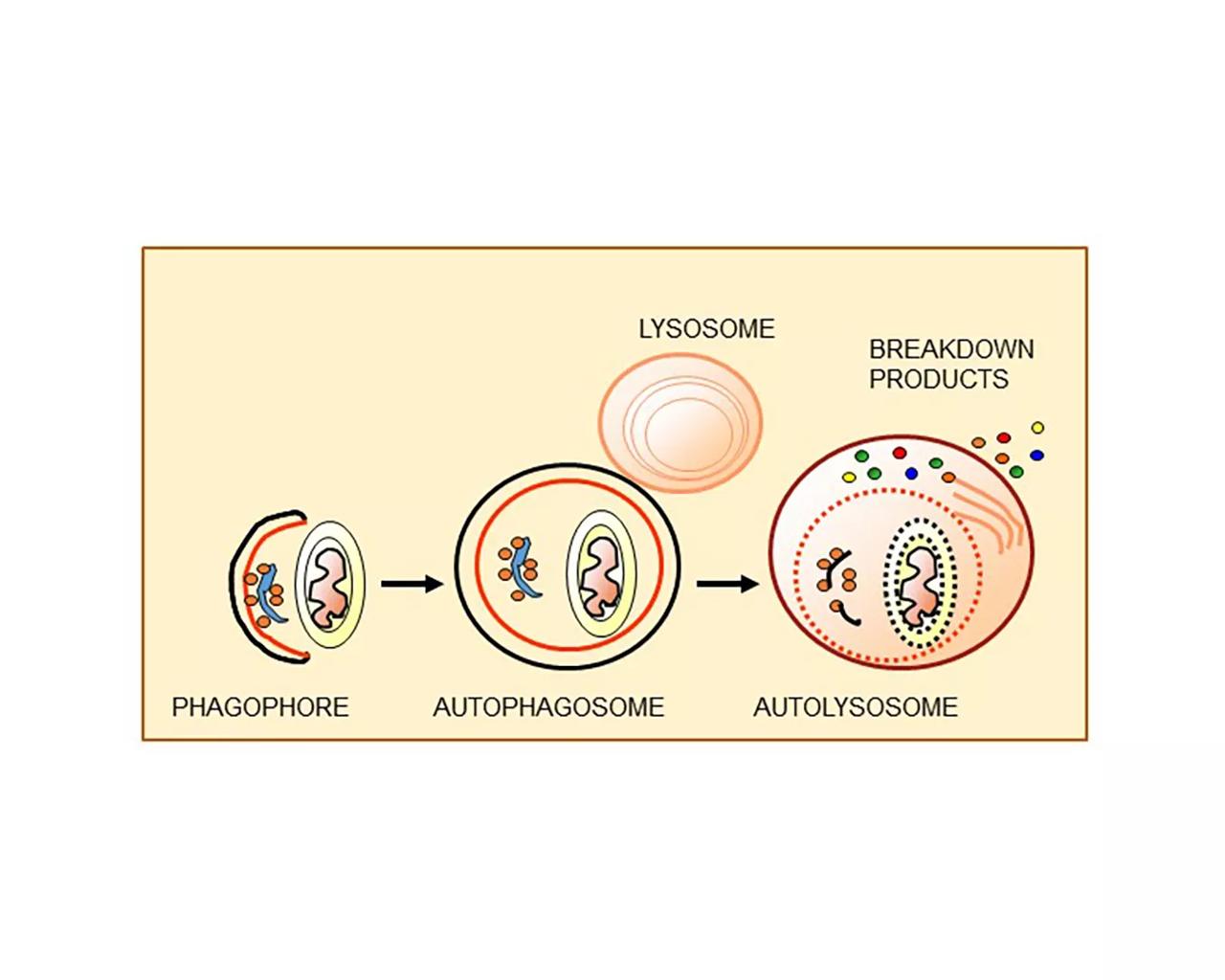 Autophagy