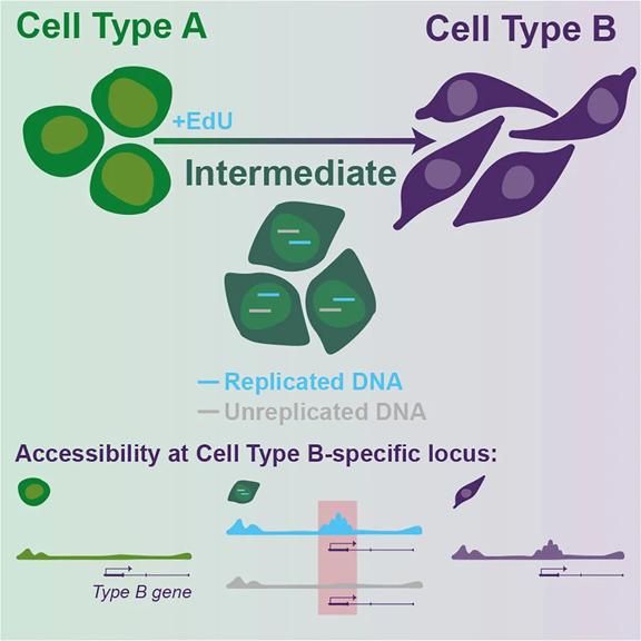 Graphical abstract showing cells turning from one cell type (A) to another (B). Below these cells is a graphic showing that transcription factors that are bound in cell type B, start binding on replicating DNA during identity transition