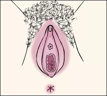 Tegning af kvindens ydre kønsorganer (vulva).