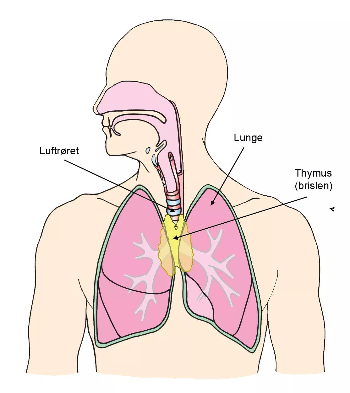 Illustration, der viser lunger og brislen på en menneskekrop