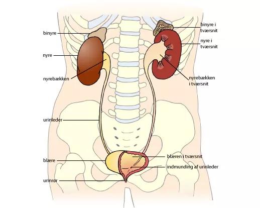 Illustration af nyrer, binyrer, nyrebækken, urinleder og blære.