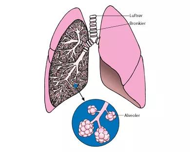 Illustration af lunger, luftrør og alveoler