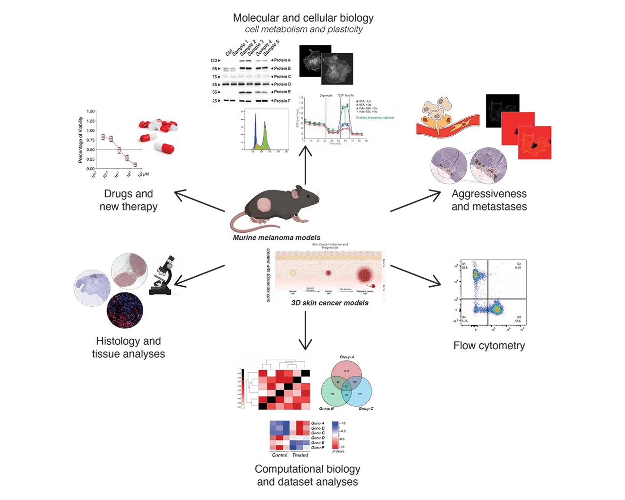 Illustration of the use of murine melanoma model