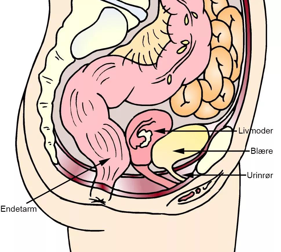Fra siden viser illustrationen kvindens livmoder, blære og urinrør.