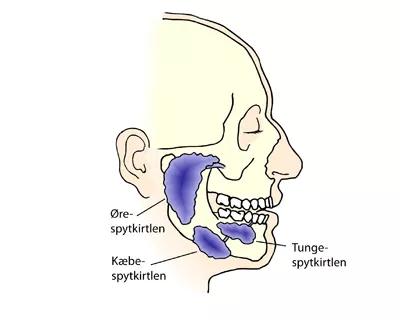 Kraniet i profil, hvor spytkirtlerne er optegnet med blåt