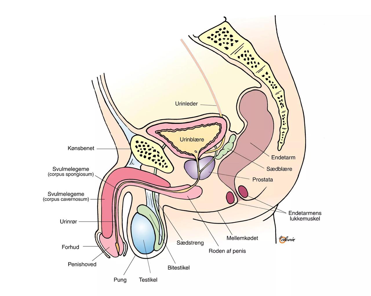 Illustration af organerne i mandens underliv