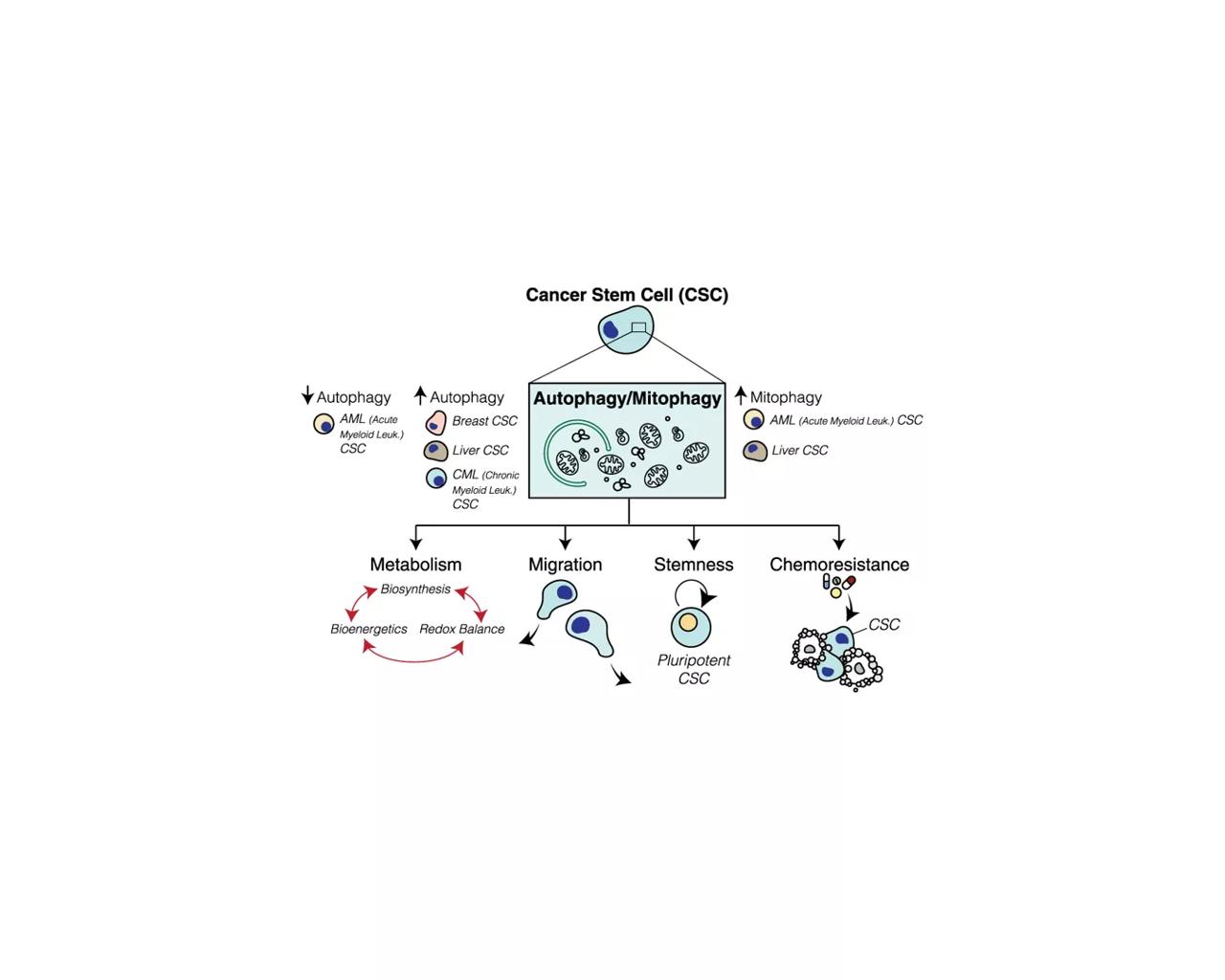 Cancer Stem Cell 