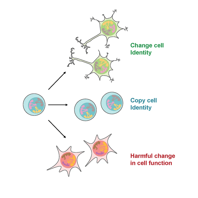 A diagram showing a cell dividing to generate daughter cells of either the same identity, or with changed identity. Identity change is part of healthy development, but unscheduled change can be harmful, leading to cancer.​
