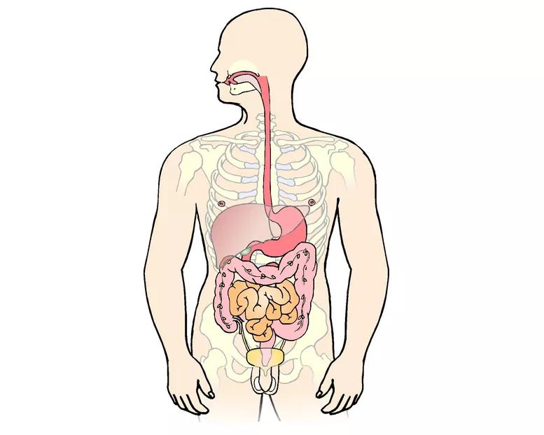 Spiserøret er forbundet med mavesækken. 