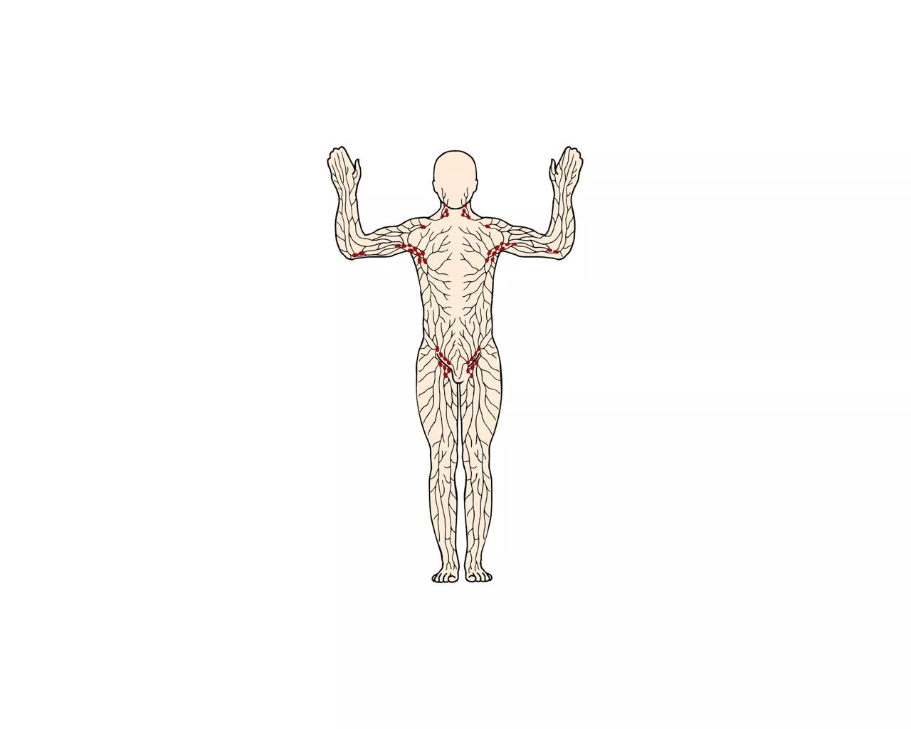 Illustration af kroppen og lymfesystemet