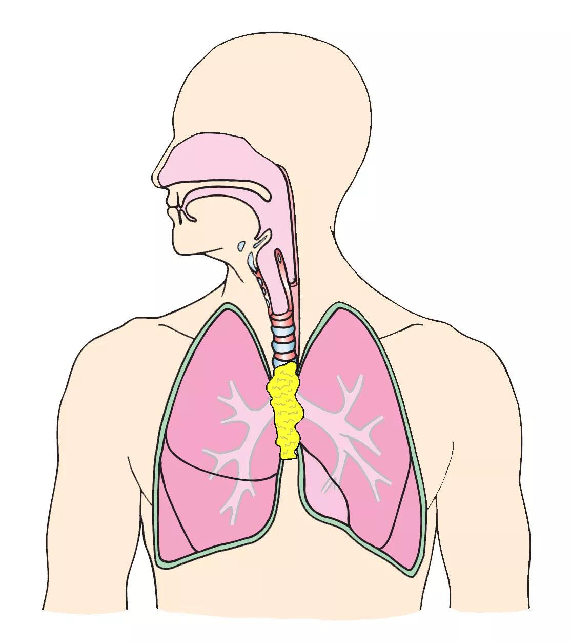 Illustration af lunger og åndedrætssystemet.