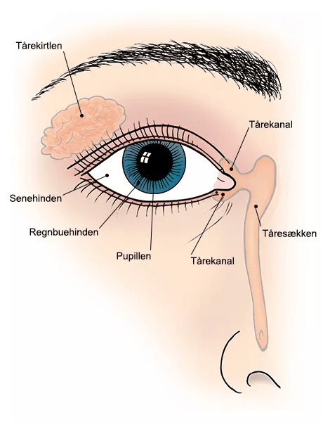 Illustration af øjet og dets øjenomgivelser