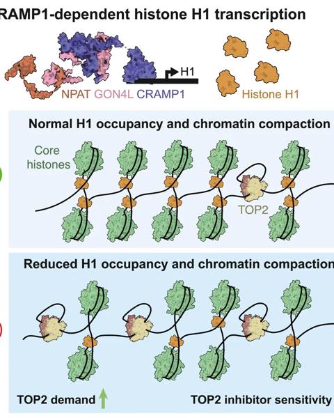 Schematic diagram illustrating the hierarchical levels of chromatin organisation, ascending in scale down the page: DNA double helix wraps around histone proteins to form nucleosomes, nucleosomes compact into a chromatin fibre, chromatin folds into higher-order three-dimensional organisation, and ultimately condenses into a chromosome.​
