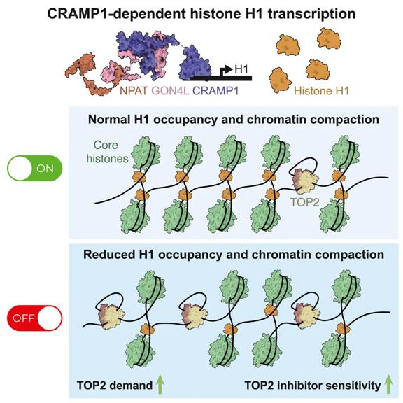 Top: Molecular models of transcription factors, including Cramp1, that regulate histone H1 gene expression. Bottom: An illustration of how reduced histone H1 increases Top2 demand and inhibitor sensitivity