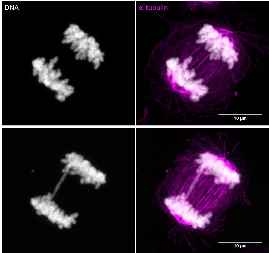 Lysosome mitosis