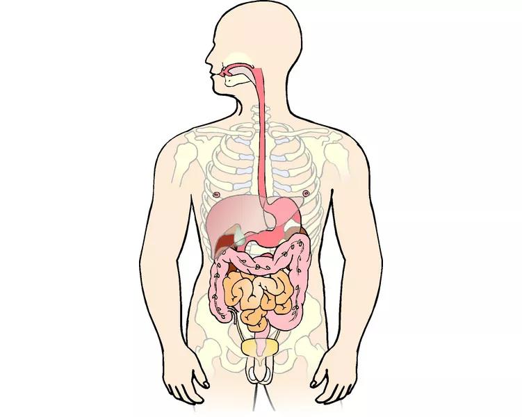 Illustration af en krop med fokus på tarmene