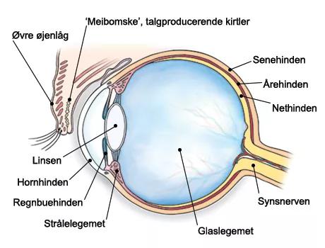 Illustration af tværsnit af øjet