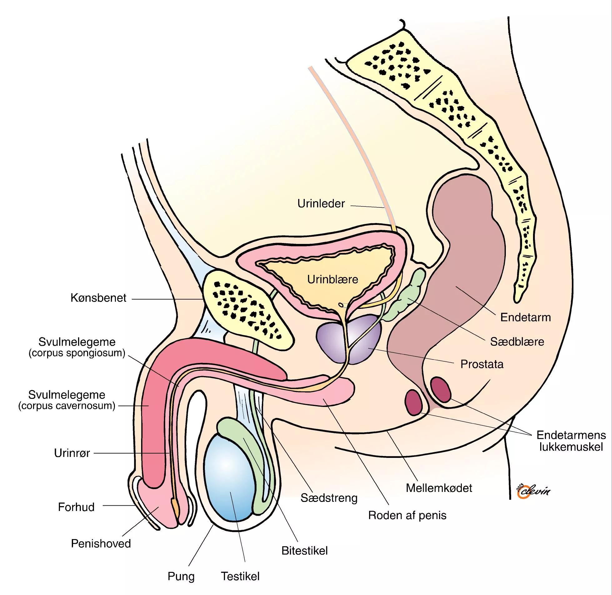 Illustrationen viser mandens kønsorganer
