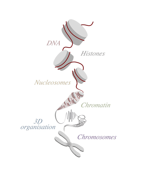 Schematic diagram illustrating the hierarchical levels of chromatin organisation, ascending in scale down the page: DNA double helix wraps around histone proteins to form nucleosomes, nucleosomes compact into a chromatin fibre, chromatin folds into higher-order three-dimensional organisation, and ultimately condenses into a chromosome.​