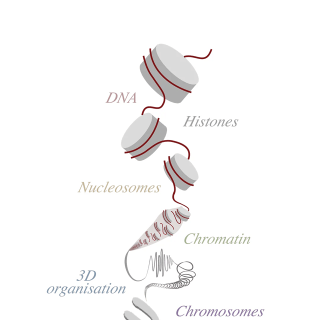 Schematic diagram illustrating the hierarchical levels of chromatin organisation, ascending in scale down the page: DNA double helix wraps around histone proteins to form nucleosomes, nucleosomes compact into a chromatin fibre, chromatin folds into higher-order three-dimensional organisation, and ultimately condenses into a chromosome.