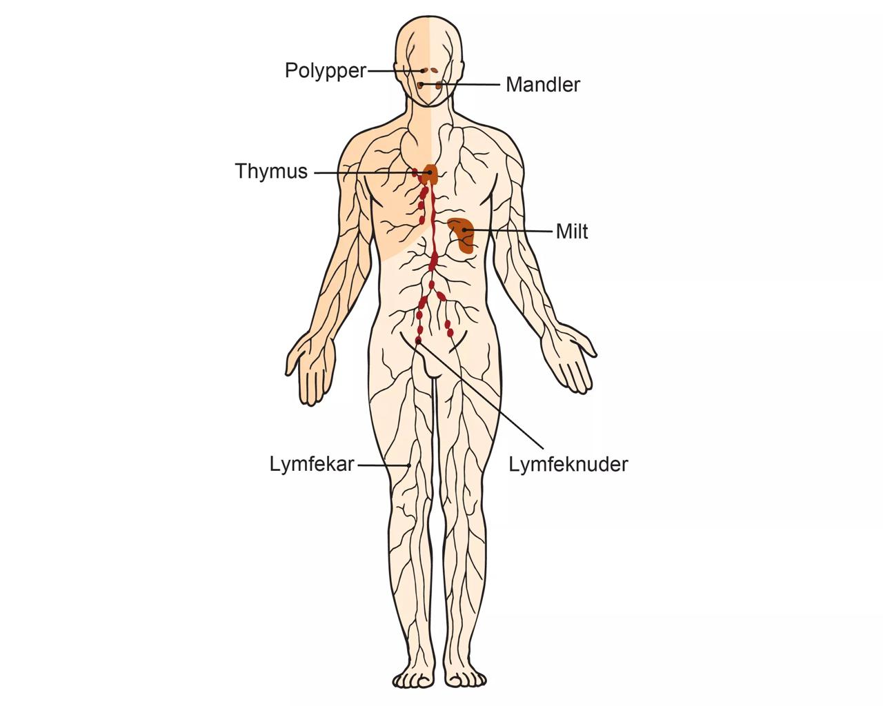 Illustration af lymfesystemet