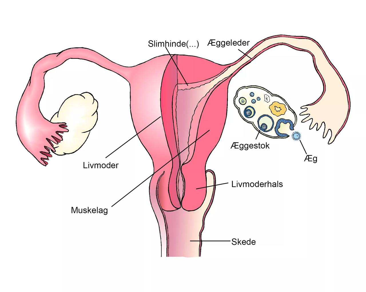 Illustration af livmoder og æggestokke