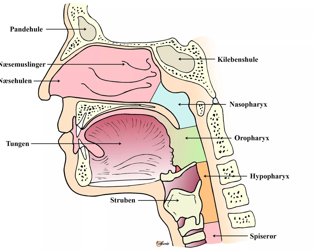 Illustration af mundhule og svælg. Hvad er kræft i svælget?