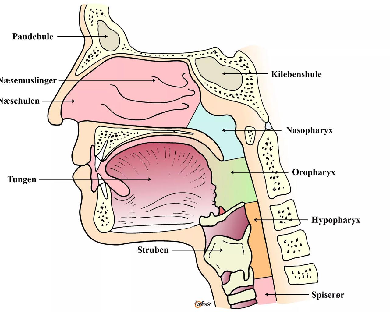 Illustration af næse- og mundhule i tværsnit.