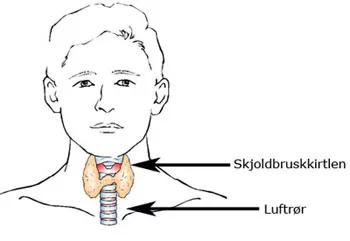 Illustrationen viser en mands hoved og hals, hvor til skjoldbruskkirtlen sidder fortil på halsen. 