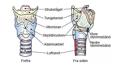 Om struben