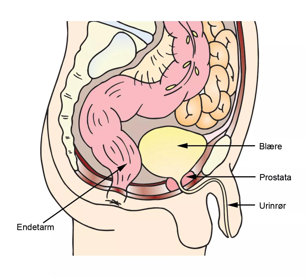 Fra siden viser illustrationen mandens blære, prostata og urinrør.