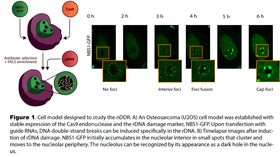 Illustration showing cell model designed to study the nDDR